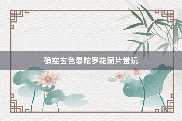 确实玄色曼陀罗花图片赏玩